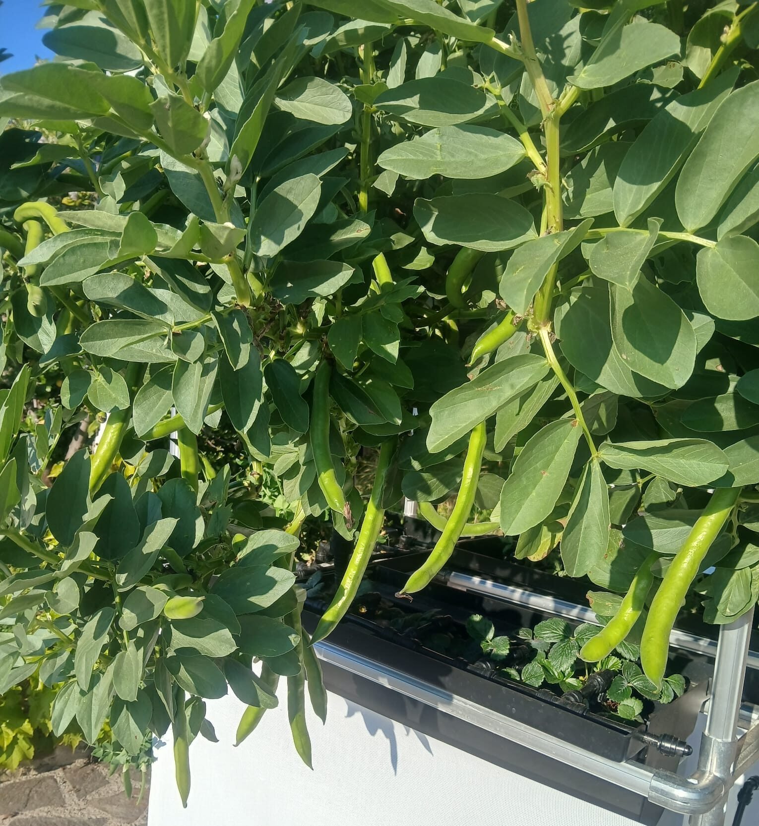 Plants growing with Meaplant Innovation